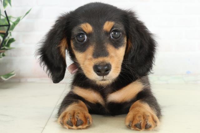 山口県のミニチュアダックスフンド(ロング) (Coo&RIKUサンパークあじす店/2026年2月25日生まれ/女の子/ブラックタン)の子犬の1枚目の画像