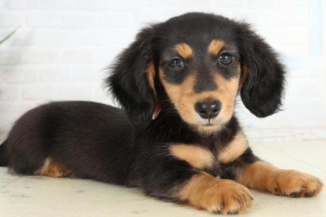 山口県のミニチュアダックスフンド(ロング) (Coo&RIKUサンパークあじす店/2026年2月25日生まれ/女の子/ブラックタン)の子犬の2枚目の画像