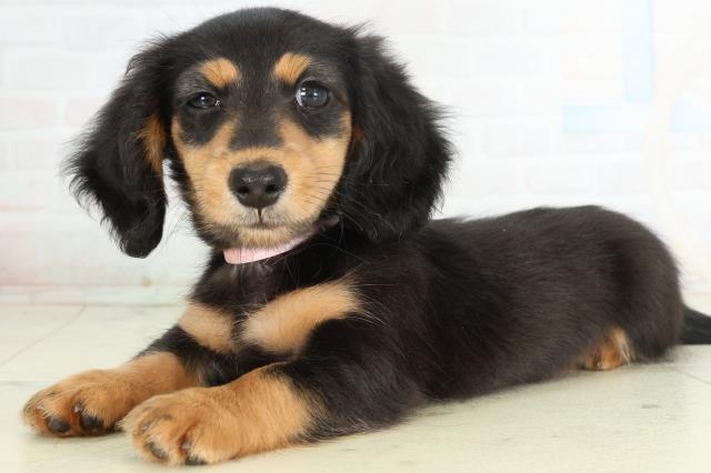 山口県のミニチュアダックスフンド(ロング) (Coo&RIKUサンパークあじす店/2026年2月25日生まれ/女の子/ブラックタン)の子犬の3枚目の画像