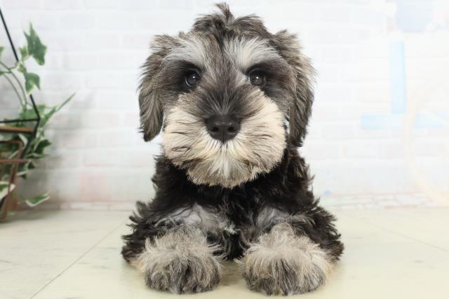 ミニチュア・シュナウザー