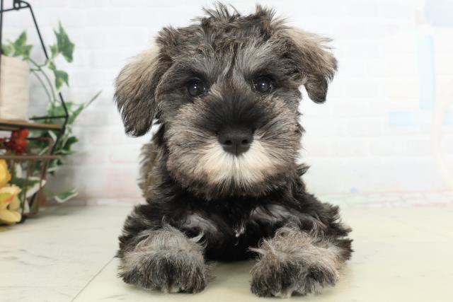 ミニチュア・シュナウザー