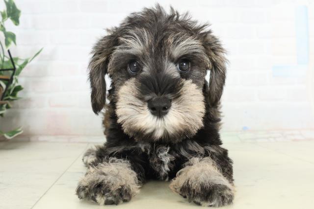 ミニチュア・シュナウザー