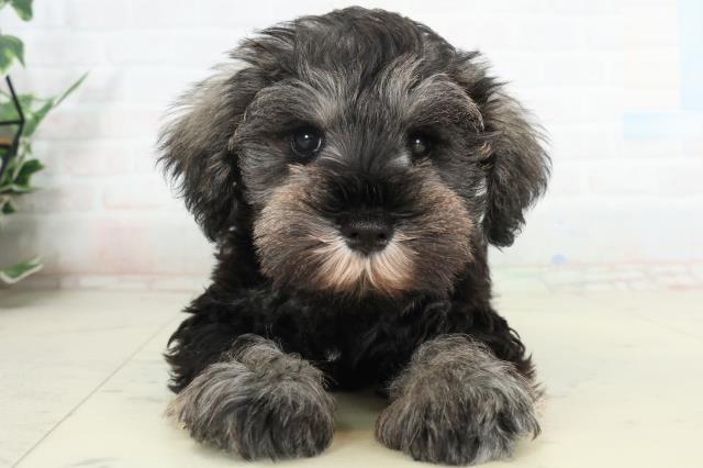 ミニチュア・シュナウザー