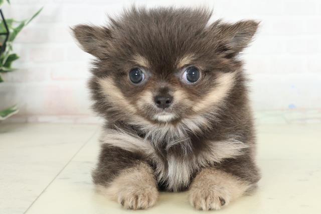 栃木県のチワワ(ロング) (Coo&RIKUFKDインターパーク店/2026年2月26日生まれ/女の子/ブルータン＆クリーム)の子犬の1枚目の画像