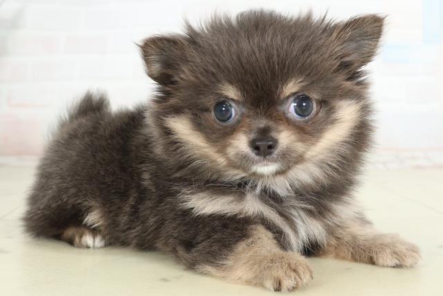 栃木県のチワワ(ロング) (Coo&RIKUFKDインターパーク店/2026年2月26日生まれ/女の子/ブルータン＆クリーム)の子犬の2枚目の画像