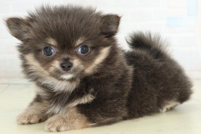 栃木県のチワワ(ロング) (Coo&RIKUFKDインターパーク店/2026年2月26日生まれ/女の子/ブルータン＆クリーム)の子犬の3枚目の画像