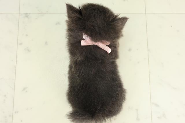 栃木県のチワワ(ロング) (Coo&RIKUFKDインターパーク店/2026年2月26日生まれ/女の子/ブルータン＆クリーム)の子犬の4枚目の画像