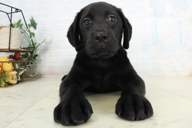 ラブラドール・レトリバー