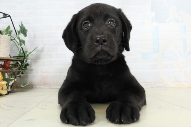 ラブラドール・レトリバー