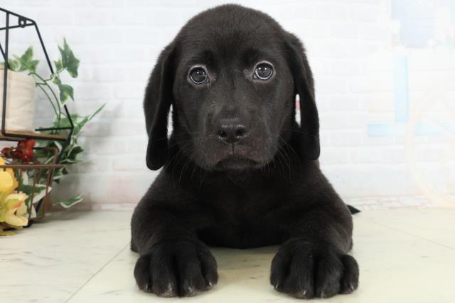 ラブラドール・レトリバー