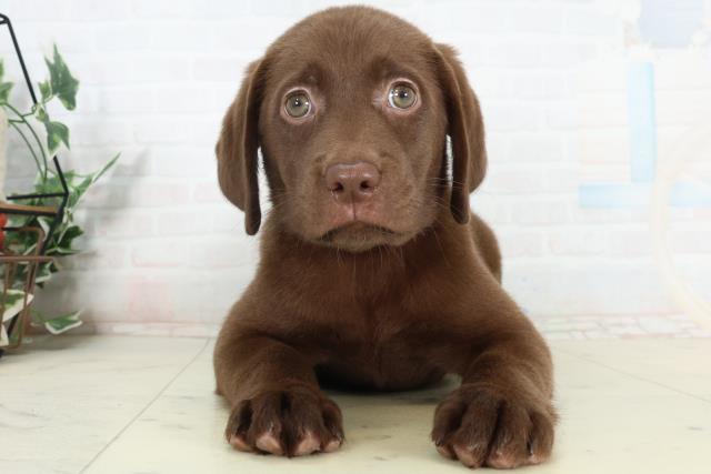 ラブラドール・レトリバー