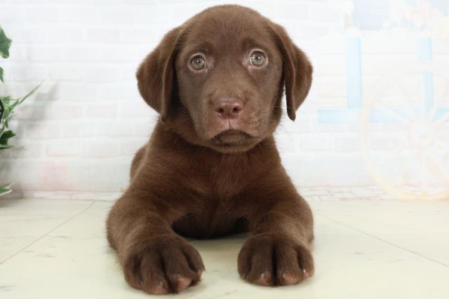 ラブラドール・レトリバー