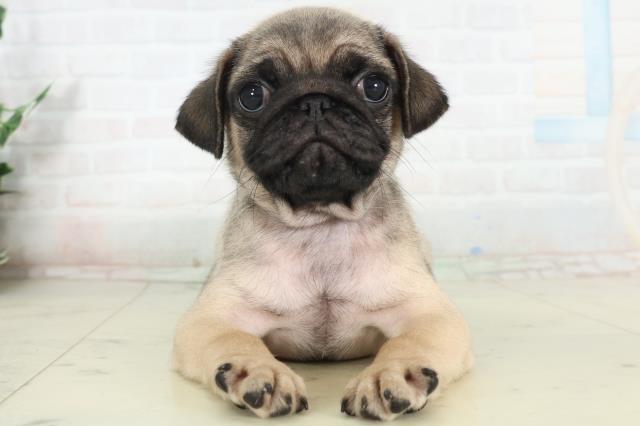 山口県のパグ (Coo&RIKUシーモール下関店/2026年2月27日生まれ/男の子/フォーン)の子犬の1枚目の画像