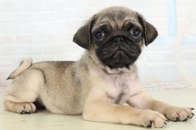 山口県のパグ (Coo&RIKUシーモール下関店/2026年2月27日生まれ/男の子/フォーン)の子犬の2枚目の画像