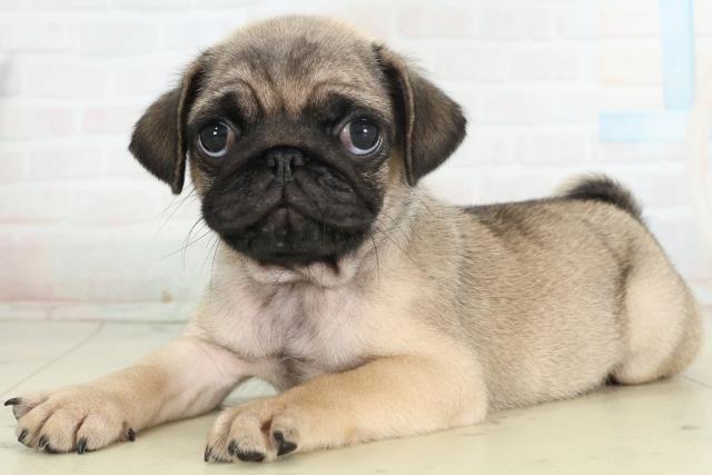 山口県のパグ (Coo&RIKUシーモール下関店/2026年2月27日生まれ/男の子/フォーン)の子犬の3枚目の画像