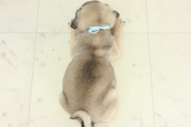 山口県のパグ (Coo&RIKUシーモール下関店/2026年2月27日生まれ/男の子/フォーン)の子犬の4枚目の画像