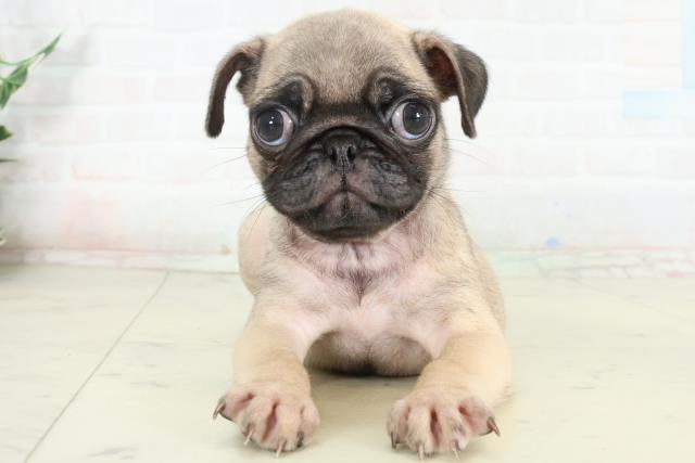 香川県のパグ (Coo&RIKU高松上福岡店/2026年2月27日生まれ/女の子/フォーン)の子犬の1枚目の画像
