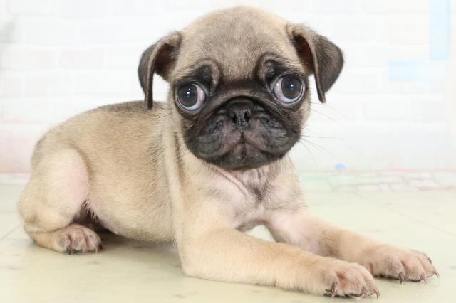 香川県のパグ (Coo&RIKU高松上福岡店/2026年2月27日生まれ/女の子/フォーン)の子犬の2枚目の画像