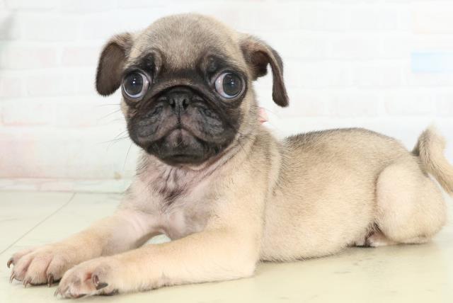 香川県のパグ (Coo&RIKU高松上福岡店/2026年2月27日生まれ/女の子/フォーン)の子犬の3枚目の画像