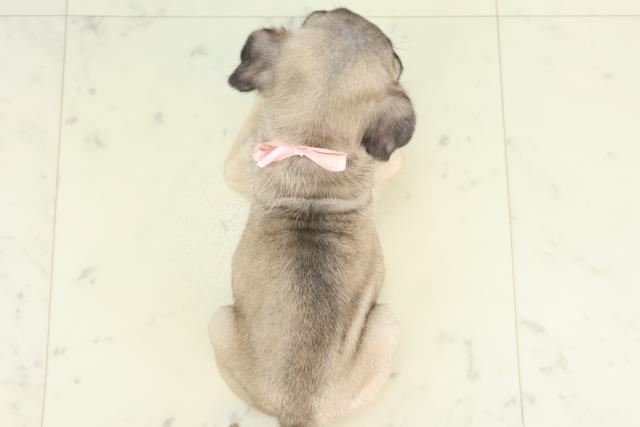香川県のパグ (Coo&RIKU高松上福岡店/2026年2月27日生まれ/女の子/フォーン)の子犬の4枚目の画像