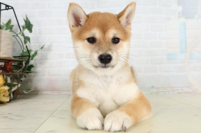 島根県の豆柴 (Coo&RIKU出雲店/2026年3月1日生まれ/男の子/赤)の子犬の1枚目の画像