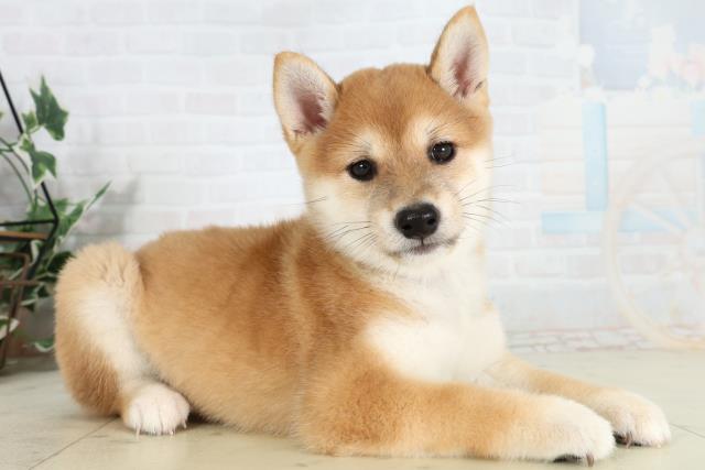 島根県の豆柴 (Coo&RIKU出雲店/2026年3月1日生まれ/男の子/赤)の子犬の2枚目の画像