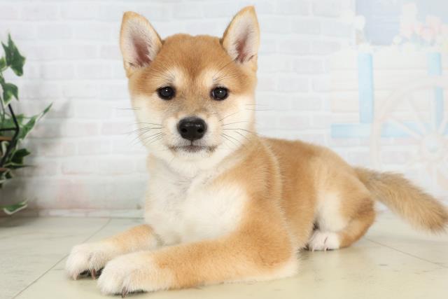 島根県の豆柴 (Coo&RIKU出雲店/2026年3月1日生まれ/男の子/赤)の子犬の3枚目の画像