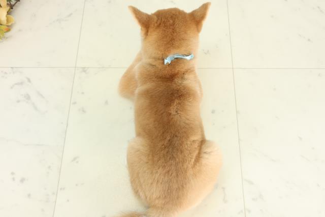 島根県の豆柴 (Coo&RIKU出雲店/2026年3月1日生まれ/男の子/赤)の子犬の4枚目の画像