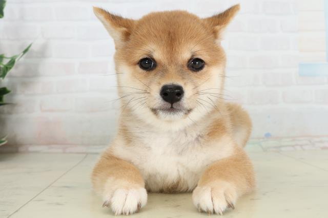 大分県の豆柴 (Coo&RIKU大分店/2026年3月1日生まれ/女の子/赤)の子犬