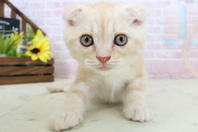 スコティッシュフォールド