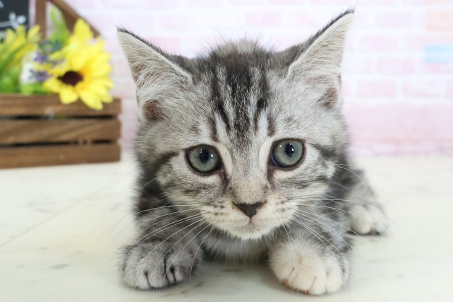 佐賀県のスコティッシュフォールド (Coo&RIKU佐賀神埼店/2026年2月16日生まれ/女の子/シルバーパッチドタビー)の子猫の1枚目の画像