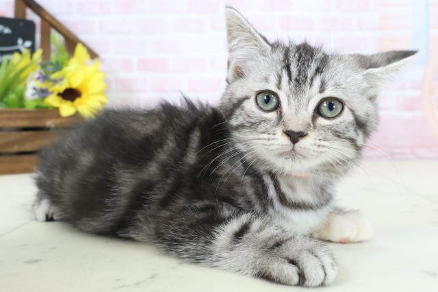 佐賀県のスコティッシュフォールド (Coo&RIKU佐賀神埼店/2026年2月16日生まれ/女の子/シルバーパッチドタビー)の子猫の2枚目の画像