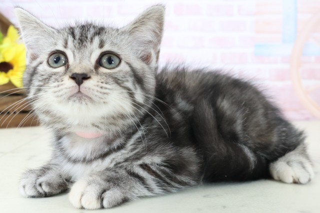 佐賀県のスコティッシュフォールド (Coo&RIKU佐賀神埼店/2026年2月16日生まれ/女の子/シルバーパッチドタビー)の子猫の3枚目の画像