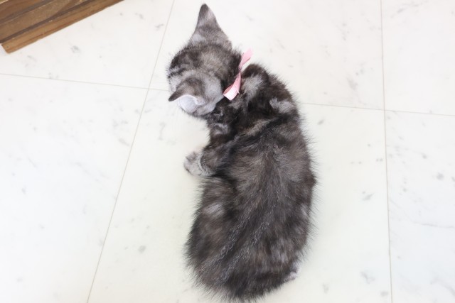 佐賀県のスコティッシュフォールド (Coo&RIKU佐賀神埼店/2026年2月16日生まれ/女の子/シルバーパッチドタビー)の子猫の4枚目の画像