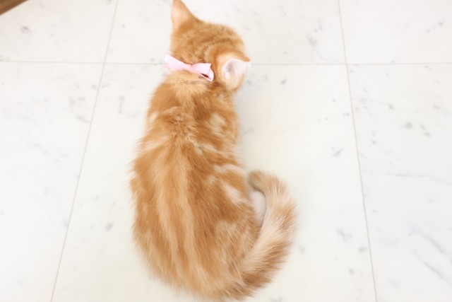 福岡県のマンチカン (Coo&RIKU大牟田店/2026年2月25日生まれ/女の子/レッドタビーホワイト)の子猫の4枚目の画像