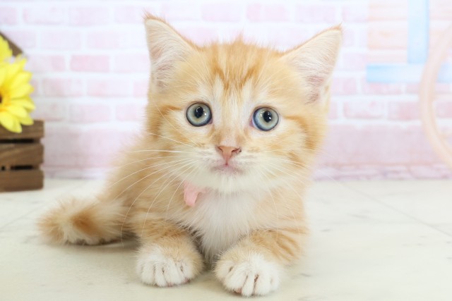 マンチカン（長足）