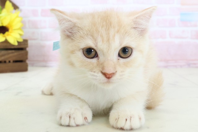 大分県のスコティッシュフォールド (Coo&RIKU大分店/2026年1月29日生まれ/男の子/クリームタビーホワイト)の子猫