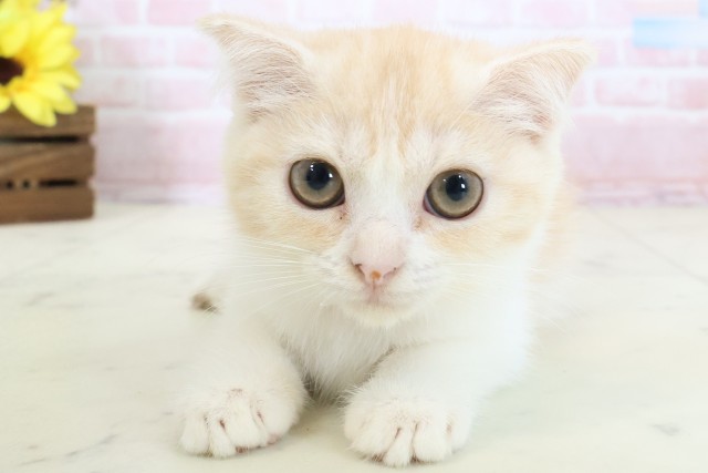 鹿児島県のスコティッシュフォールド (Coo&RIKU鹿児島店/2026年1月29日生まれ/女の子/クリームタビーホワイト)の子猫の1枚目の画像