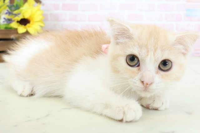 鹿児島県のスコティッシュフォールド (Coo&RIKU鹿児島店/2026年1月29日生まれ/女の子/クリームタビーホワイト)の子猫の2枚目の画像