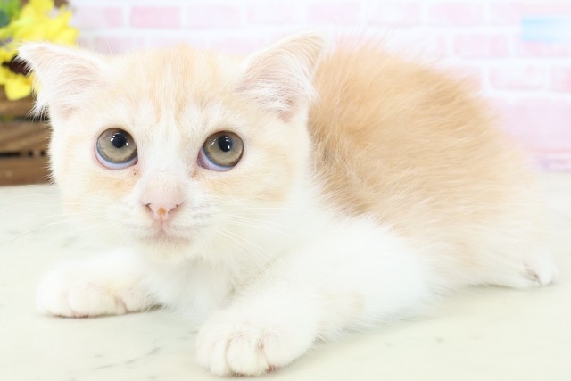 鹿児島県のスコティッシュフォールド (Coo&RIKU鹿児島店/2026年1月29日生まれ/女の子/クリームタビーホワイト)の子猫の3枚目の画像