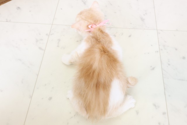 鹿児島県のスコティッシュフォールド (Coo&RIKU鹿児島店/2026年1月29日生まれ/女の子/クリームタビーホワイト)の子猫の4枚目の画像