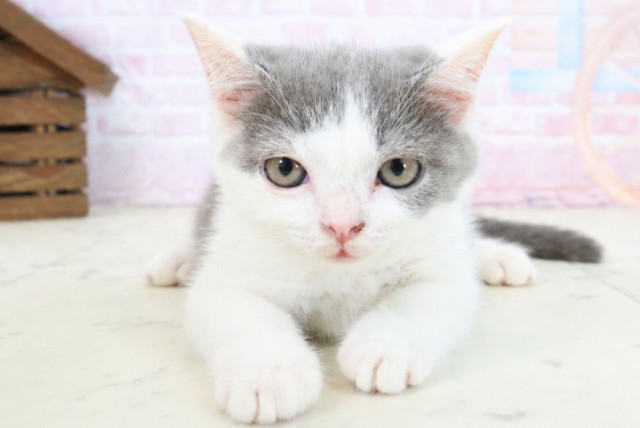 熊本県のブリティッシュショートヘアー (Coo&RIKUカリーノ玉名店/2026年2月9日生まれ/男の子/ブルーホワイト)の子猫の1枚目の画像