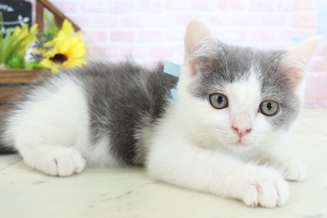 熊本県のブリティッシュショートヘアー (Coo&RIKUカリーノ玉名店/2026年2月9日生まれ/男の子/ブルーホワイト)の子猫の2枚目の画像