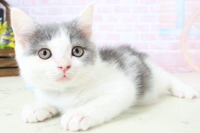 熊本県のブリティッシュショートヘアー (Coo&RIKUカリーノ玉名店/2026年2月9日生まれ/男の子/ブルーホワイト)の子猫の3枚目の画像