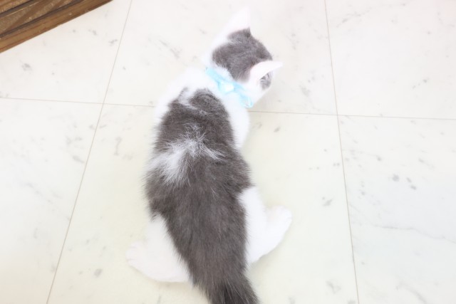 熊本県のブリティッシュショートヘアー (Coo&RIKUカリーノ玉名店/2026年2月9日生まれ/男の子/ブルーホワイト)の子猫の4枚目の画像