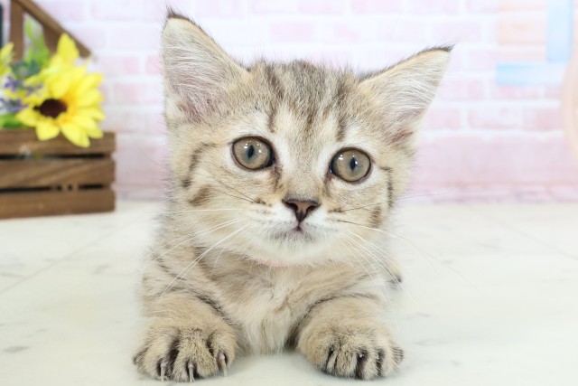 熊本県のマンチカン (Coo&RIKUイオンモール宇城店/2026年2月17日生まれ/女の子/ブラウンタビー)の子猫の1枚目の画像