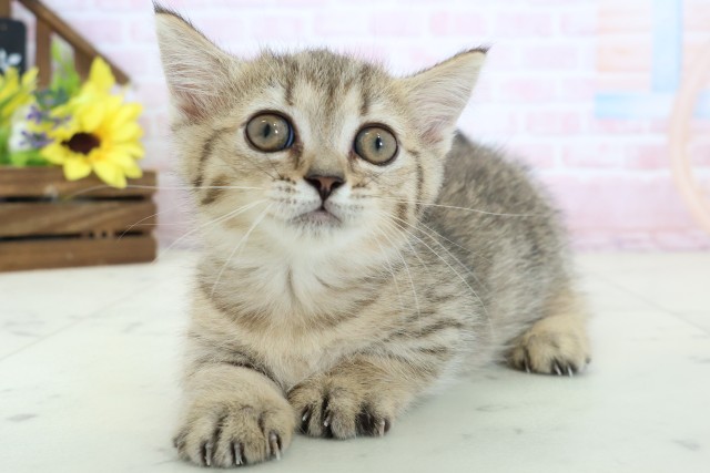 熊本県のマンチカン (Coo&RIKUイオンモール宇城店/2026年2月17日生まれ/女の子/ブラウンタビー)の子猫の3枚目の画像
