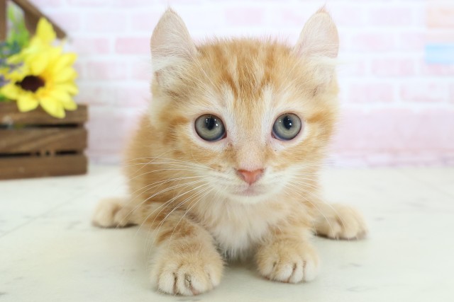 山口県のアメリカンカール (Coo&RIKUシーモール下関店/2026年2月24日生まれ/女の子/レッドタビー)の子猫の1枚目の画像
