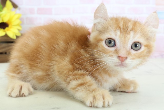 山口県のアメリカンカール (Coo&RIKUシーモール下関店/2026年2月24日生まれ/女の子/レッドタビー)の子猫の2枚目の画像