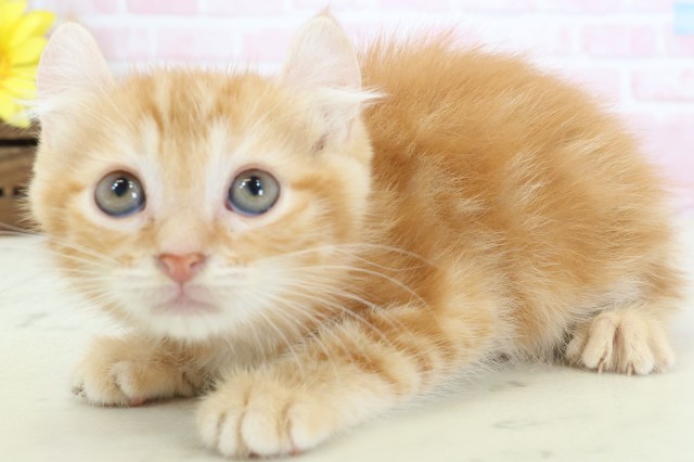 山口県のアメリカンカール (Coo&RIKUシーモール下関店/2026年2月24日生まれ/女の子/レッドタビー)の子猫の3枚目の画像